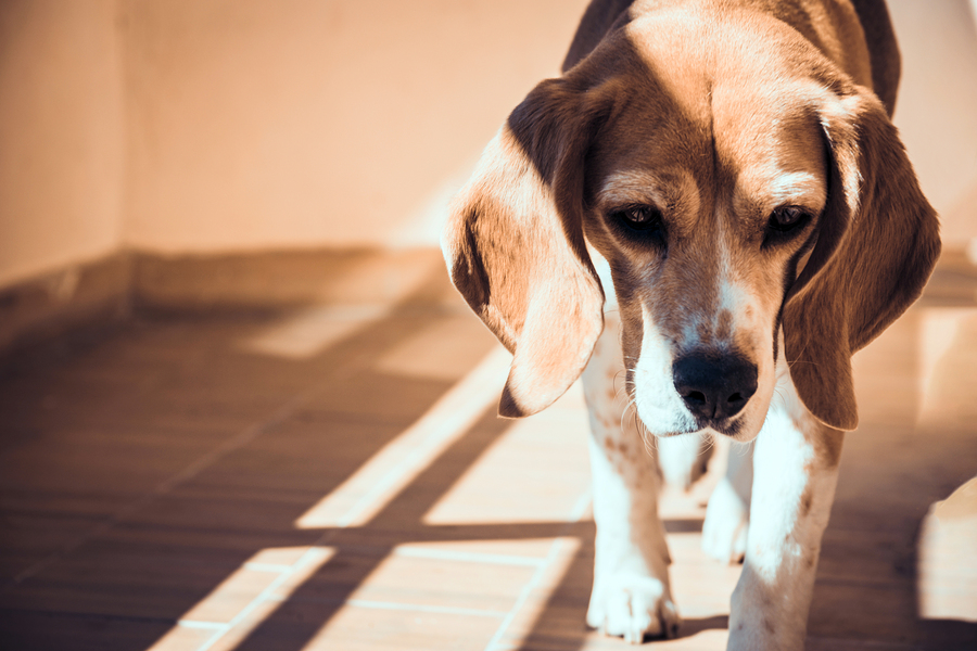 Beagle sad, limping