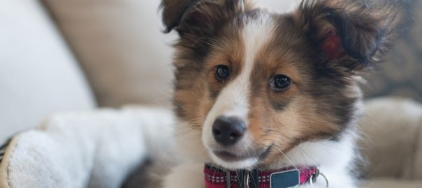 Sheltie puppy on sofa with collar