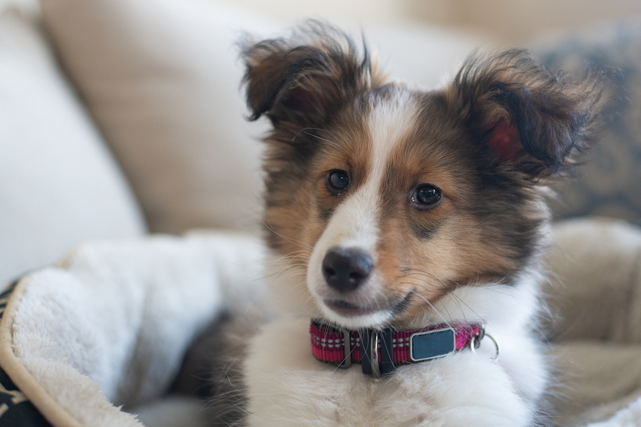 Sheltie puppy on sofa with collar