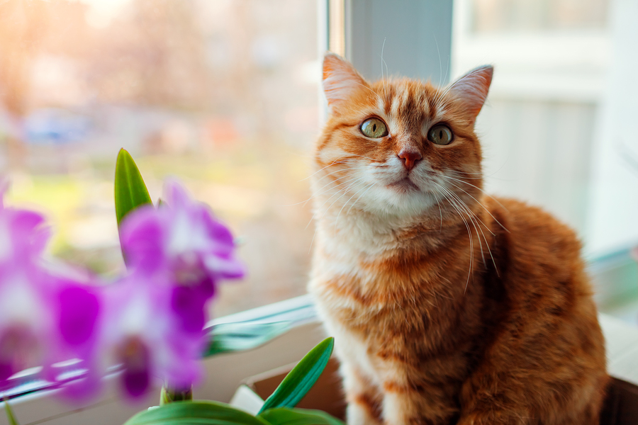 Ginger cat sitting in carton box on window sill at home.