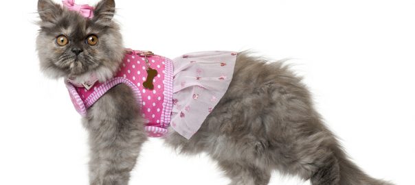 Cat in pink dress and hair bow in front of white