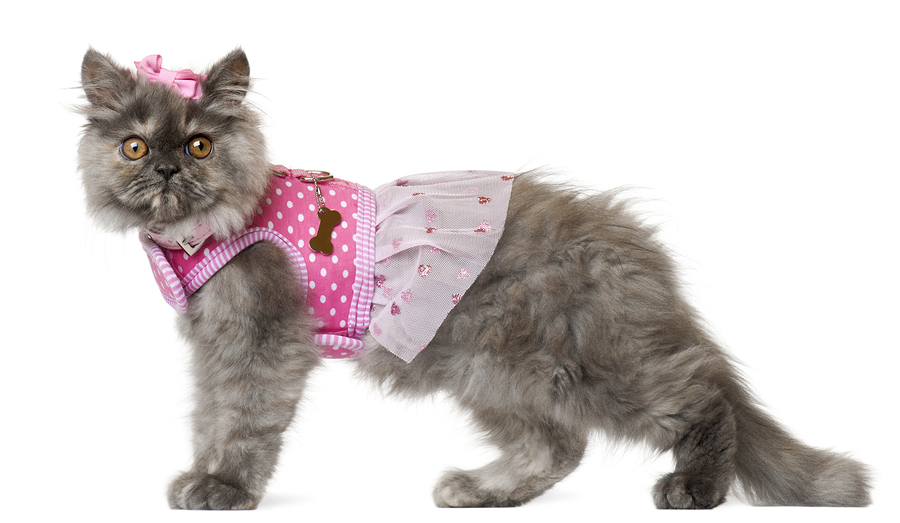 Cat in pink dress and hair bow in front of white