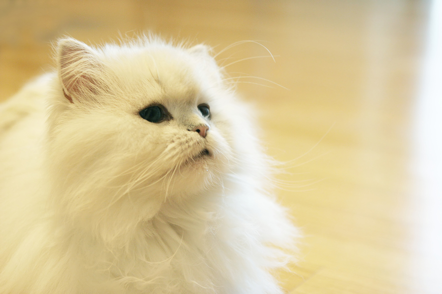 White fluffy Persian cat