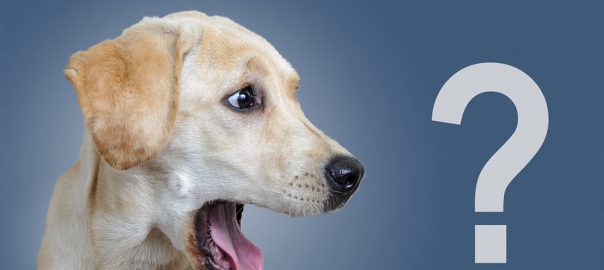 Surprised dog, question mark, on a blue background