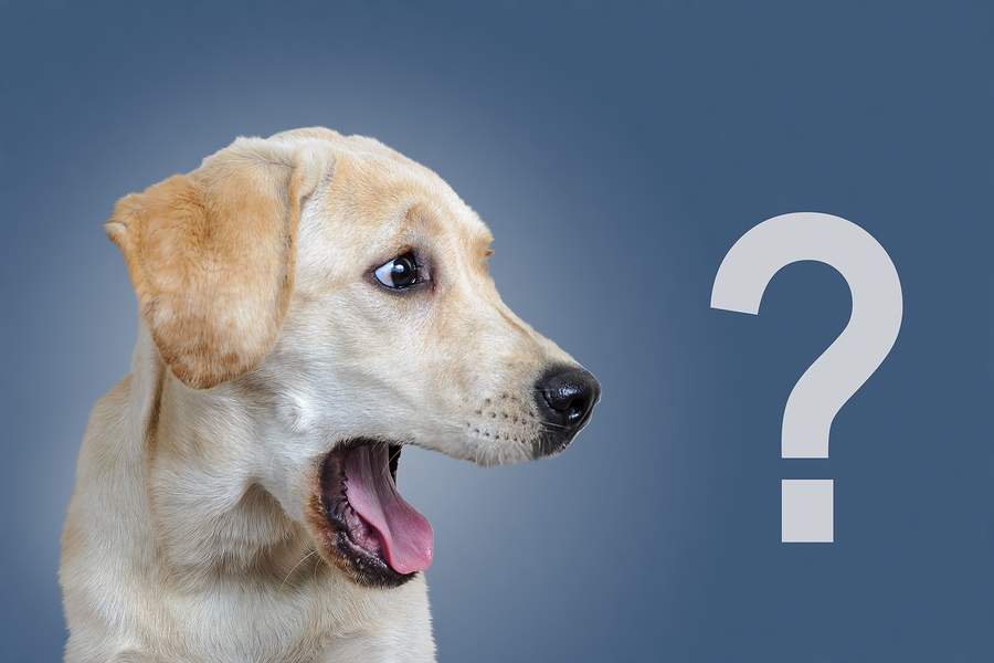 Surprised dog, question mark, on a blue background