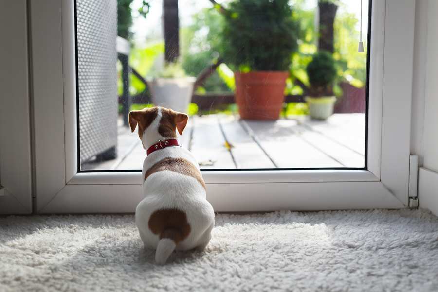 Puppy sitting near door on white carpet.