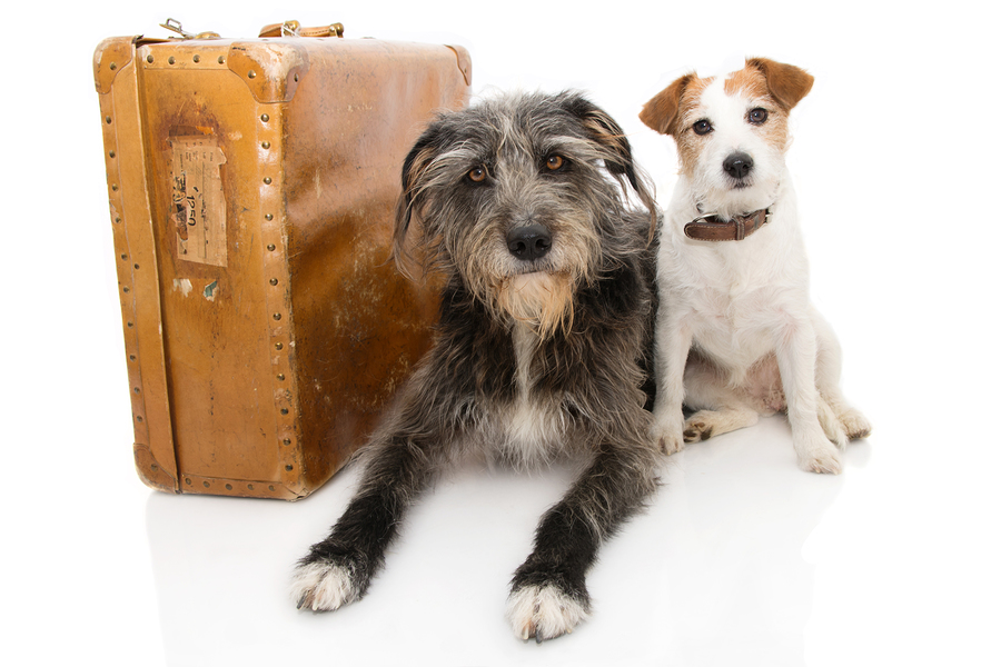 JACK RUSSELL AND SHEEPDOG NEXT TO A VINTAGE SUITCASE. ISOLATED AGAINST WHITE BACKGROUND.