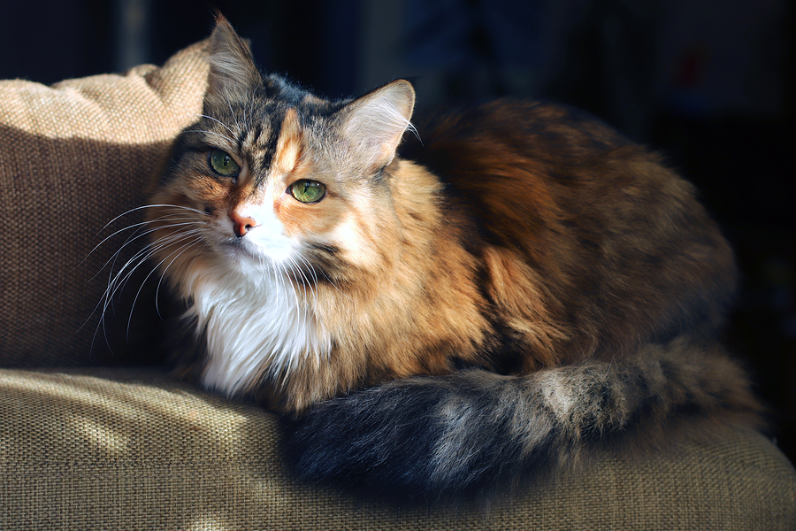Domestic cat. Beautiful old cat with green, smart eyes. Three-color cat's hair: white, red and black The cat is lying on the couch.