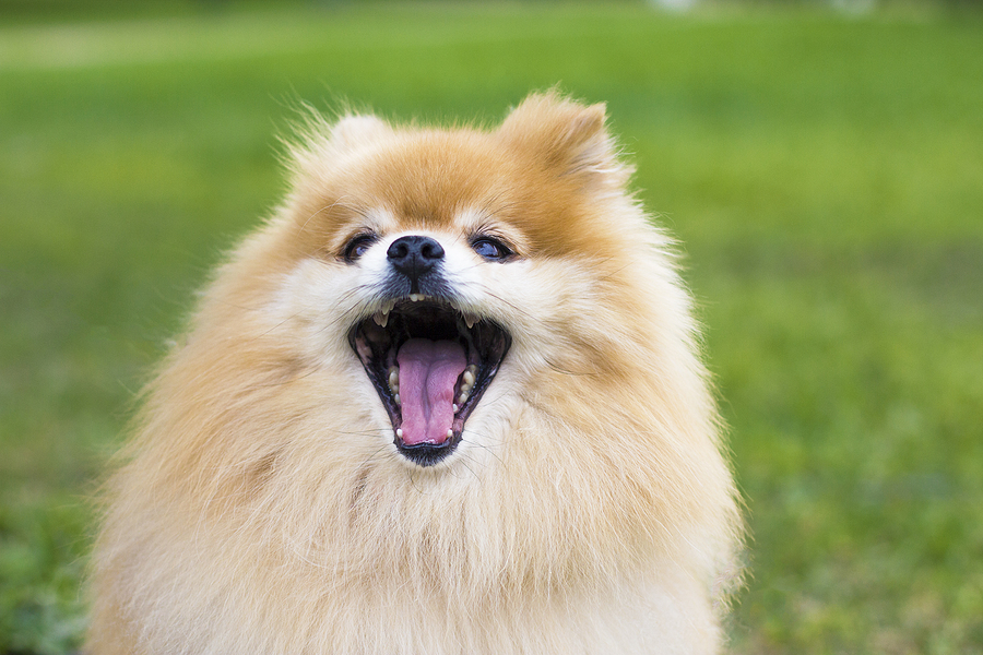 photo of Pomeranian barking