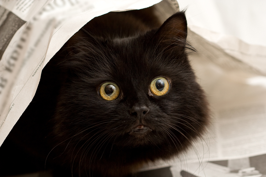 Black Cat Under A Newspaper