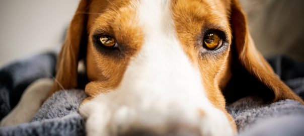 Beagle looking sad or sick