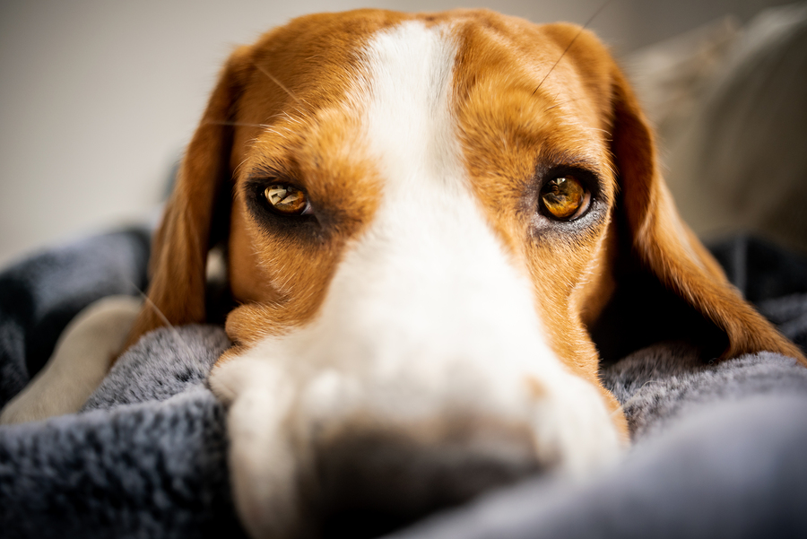 Beagle looking sad or sick