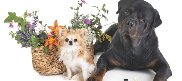 dogs and flowers in front of white background
