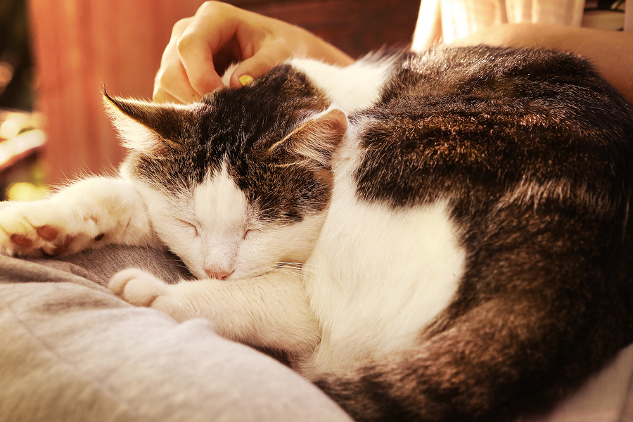 cat on lap