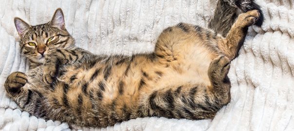 cat lying on back showing belly