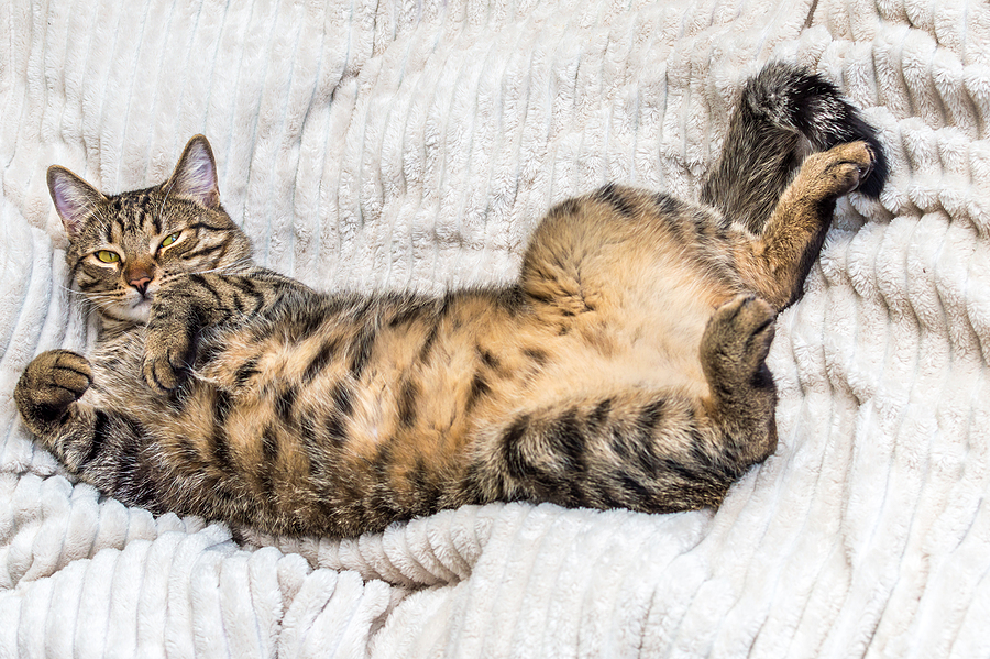 cat lying on back showing belly