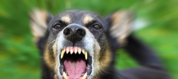 Angry or fearful dog showing aggression