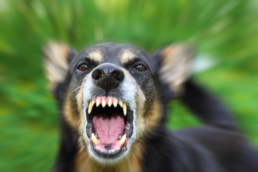 Angry or fearful dog showing aggression