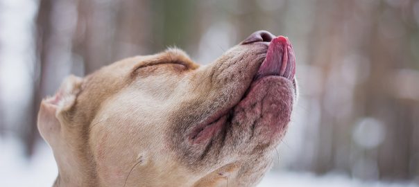 Dog licking his nose in the winter