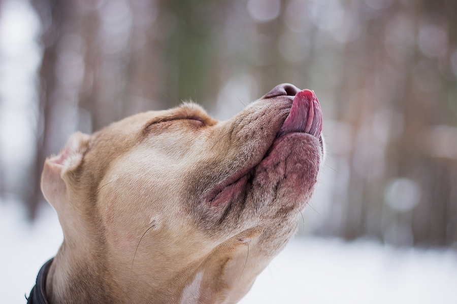 Dog licking his nose in the winter