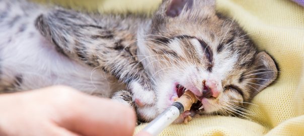 sick kitten at vet