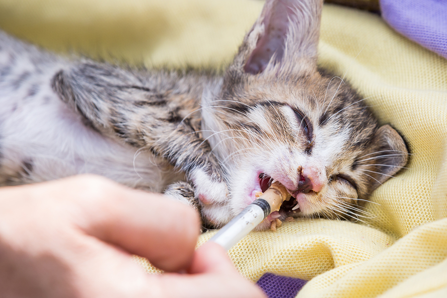 sick kitten at vet