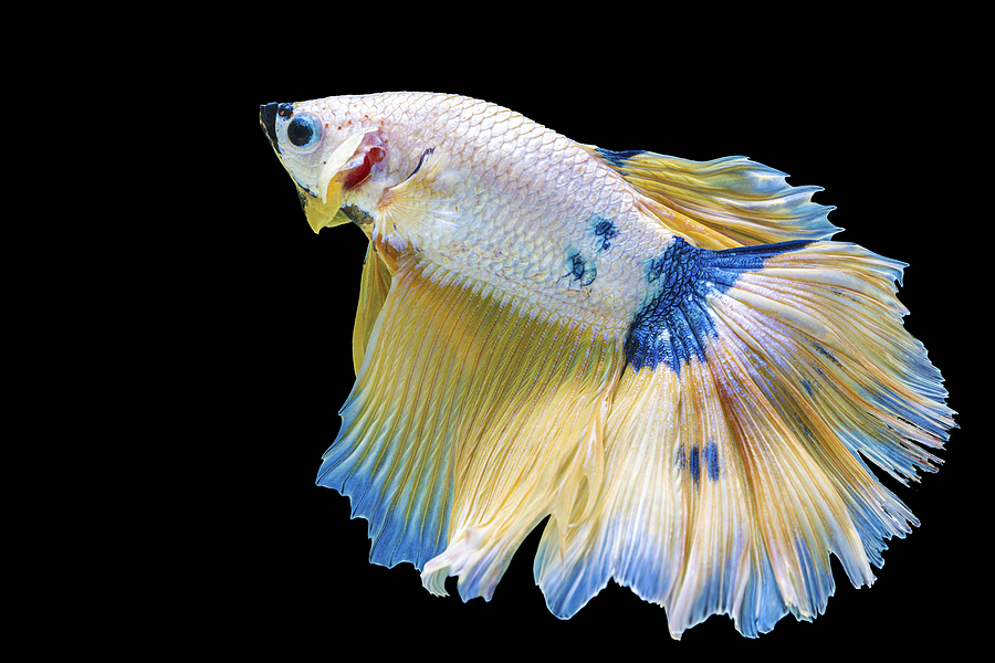 Betta