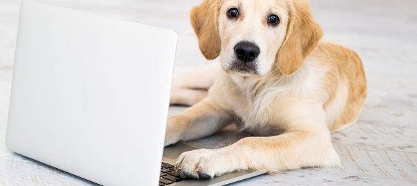 Beautiful dog with laptop lying on floor in light room