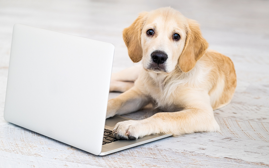 Beautiful dog with laptop lying on floor in light room