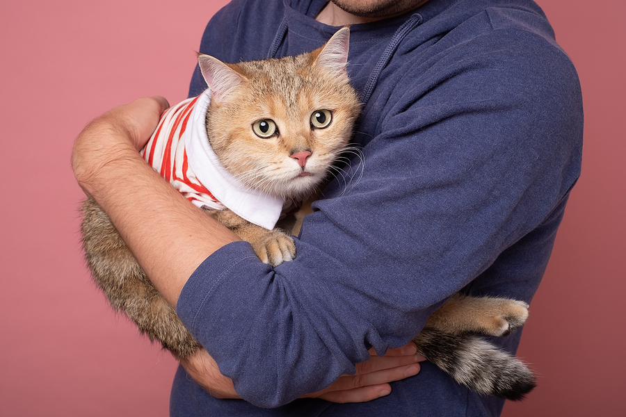 scared cat in man's arms