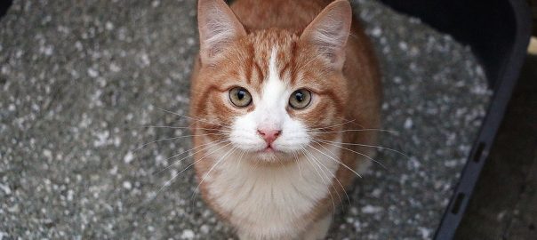 small red white kitten is sitting in the litter box and looking up to the camera