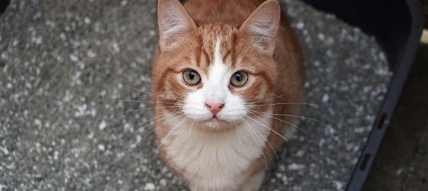 small red white kitten is sitting in the litter box and looking up to the camera