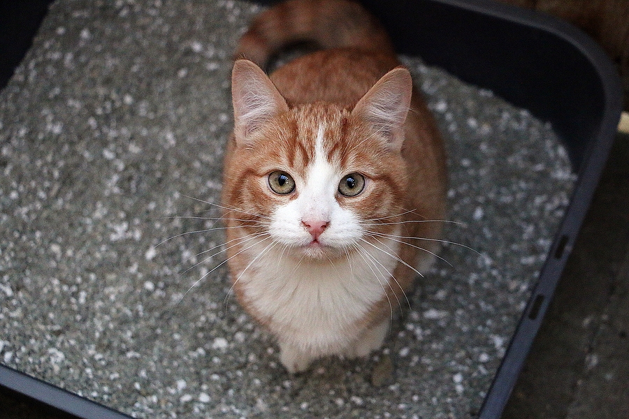 small red white kitten is sitting in the litter box and looking up to the camera