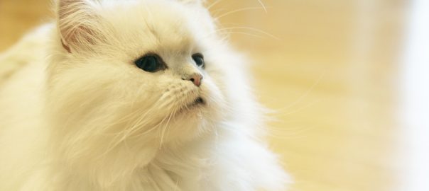 white longhaired Persian cat
