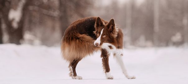 border collie dog chasing his own tail outdoors