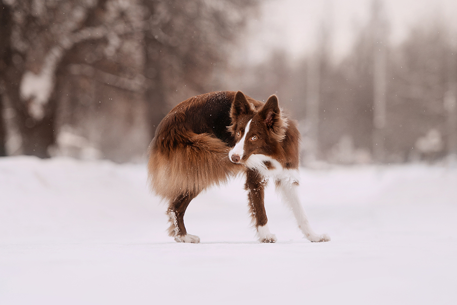 border collie dog chasing his own tail outdoors