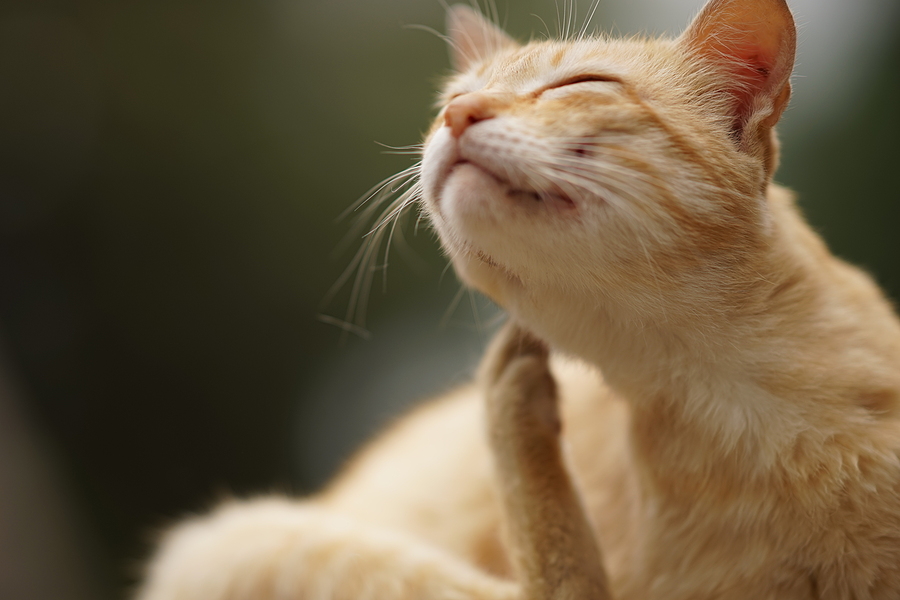 Cat paw scratches behind the ear