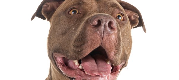 pitbull red nose in front of white background