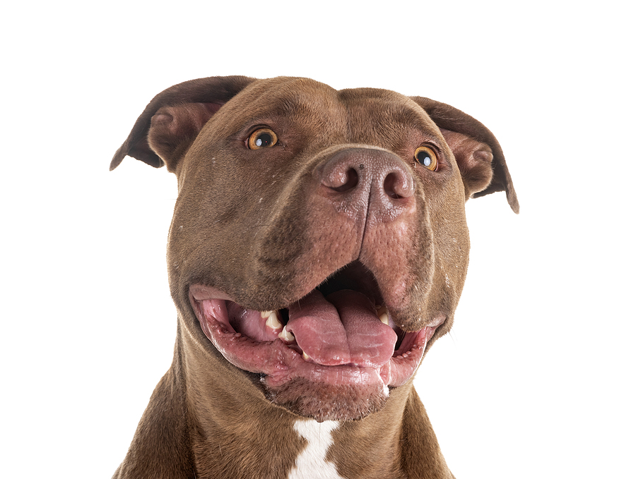 pitbull red nose in front of white background