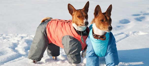 Two basenji young dogs in funny coats playing in the snow