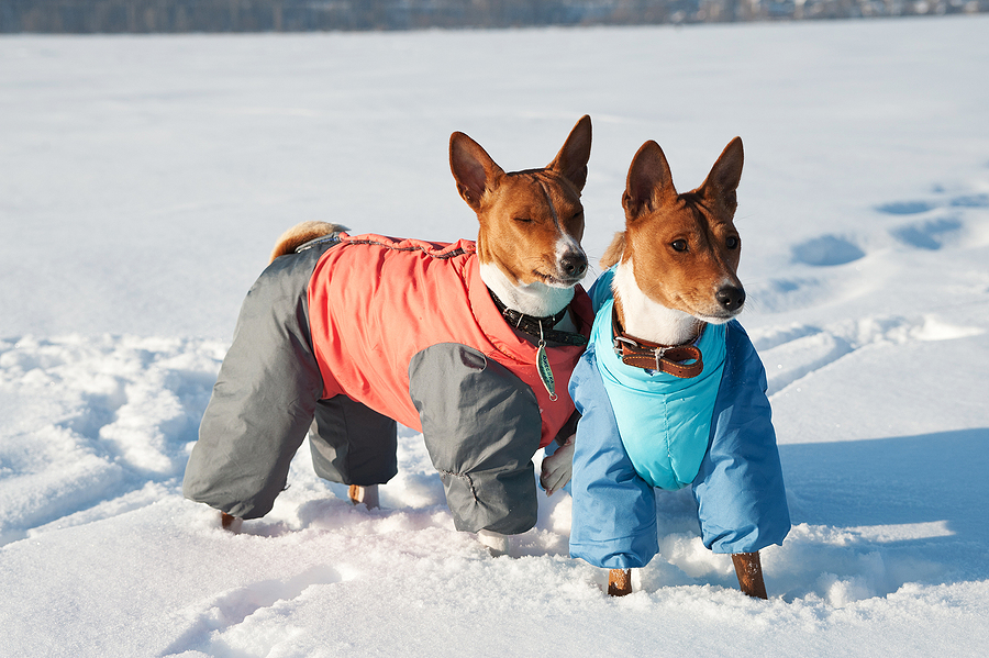Two basenji young dogs in funny coats playing in the snow