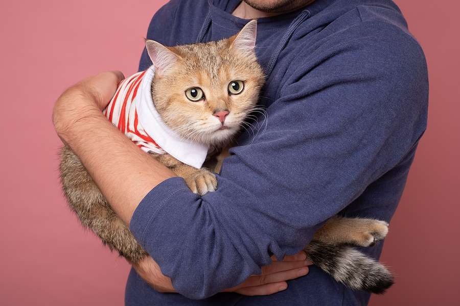 cat in owner's arms