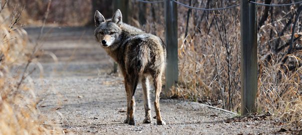 Coyote In Urban Park