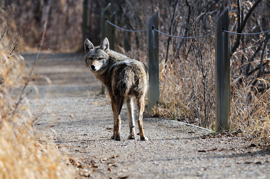 Coyote In Urban Park