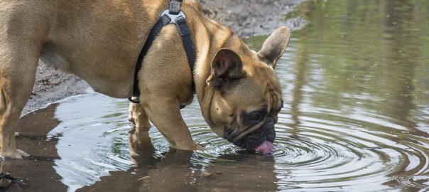 dog drinking from puddle