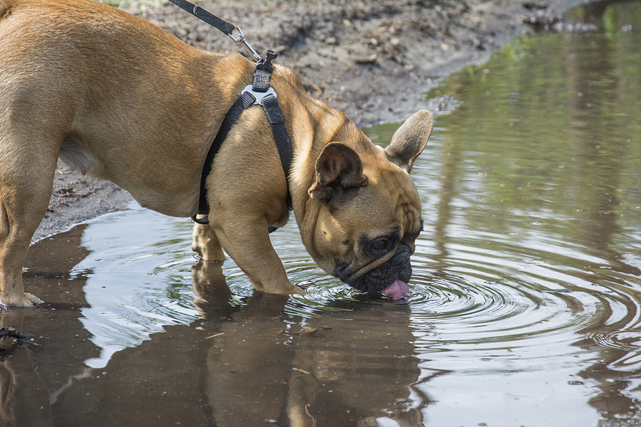 dog drinking from puddle