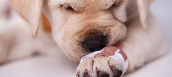 Puppy with bandage on paw