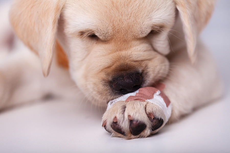 Puppy with bandage on paw