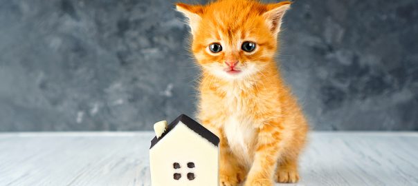 Kitten and tiny house