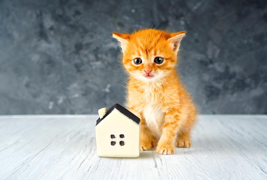 Kitten and tiny house